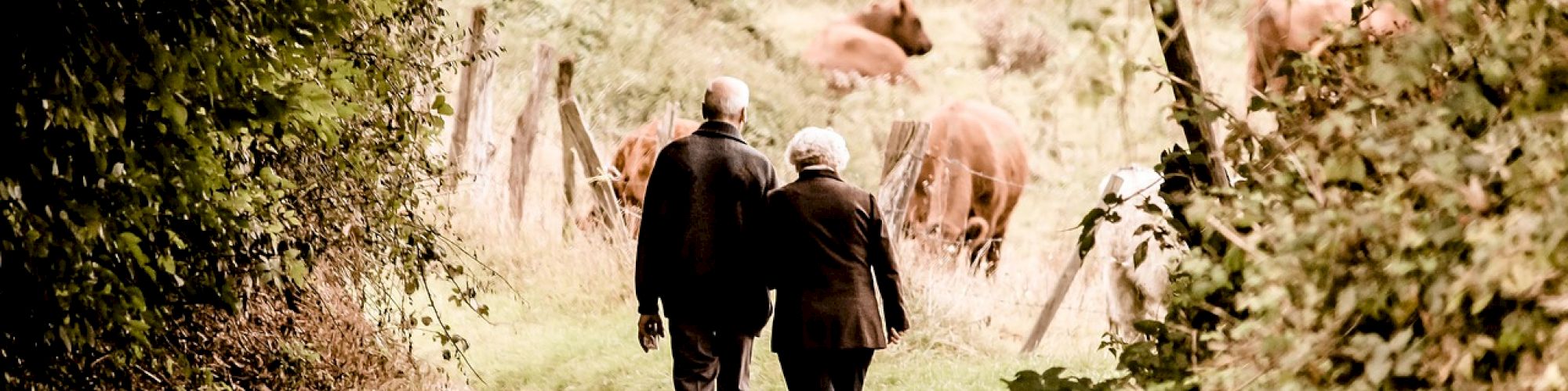 An elderly couple walks hand in hand down a wooded path, with cows grazing in the background.